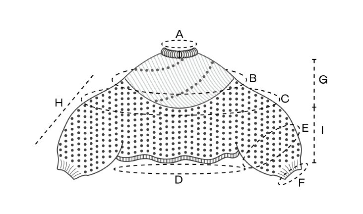 Ice Cream Cone Top - Download